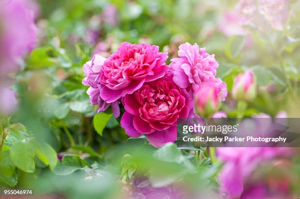 beautiful summer flowering pink roses - rosa 'princess ann' - roses in garden stockfoto's en -beelden