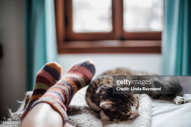 cat on a bed feet of a person - domestic animals stock pictures, royalty-free photos & images
