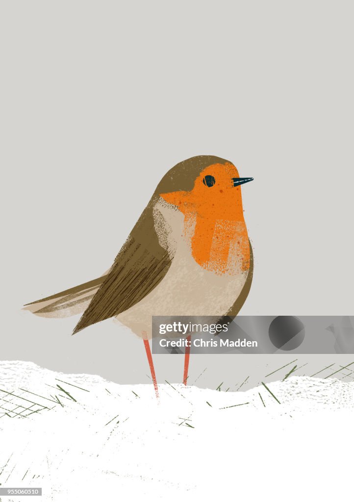 Garden Bird: Robin