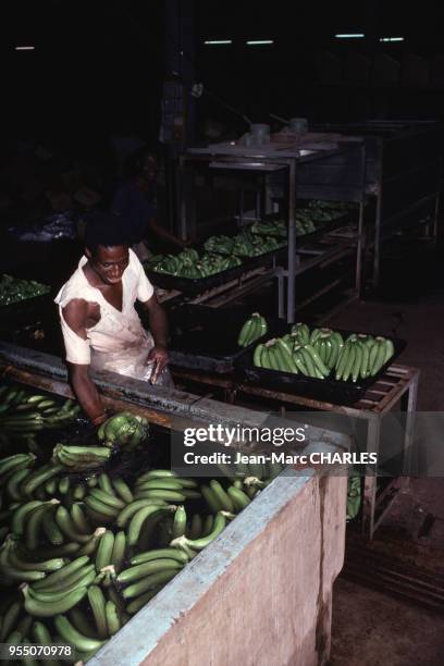 Usine de conditionnement de bannanes à Agboville, en mars 1978, Côte d?Ivoire.