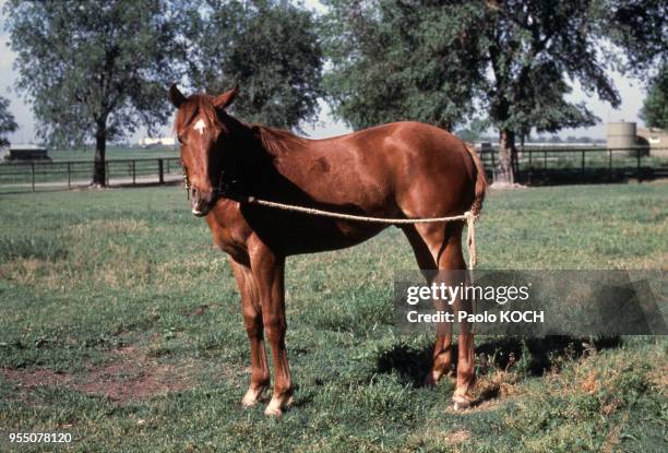 Cheval de polo avec la bride attaché à la queue pour l'entrainer aux changements de direction, à Tulsa, en 1982, en Oklahoma, Etats-Unis.