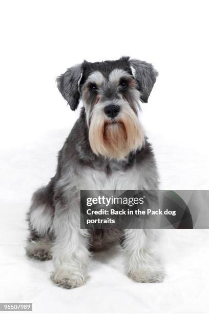 miniature schnauzer dog sitting on white - schnauzer - fotografias e filmes do acervo