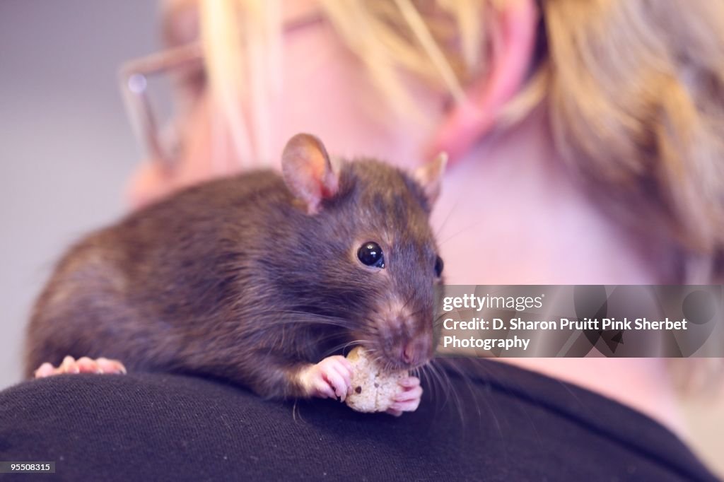 Pet rat eating a cookie on child's shoulder