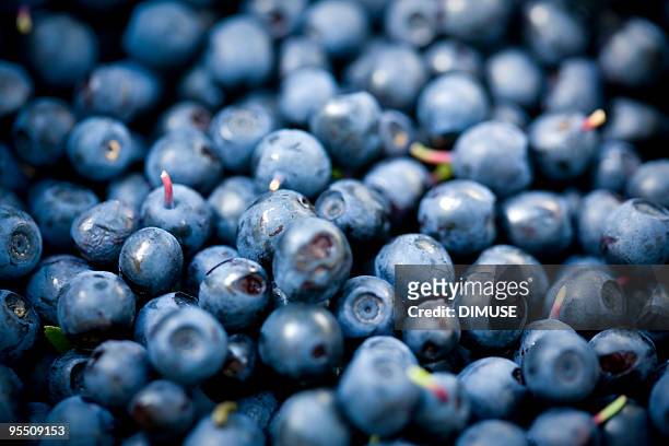 bilberry scattering - blauwe bosbes stockfoto's en -beelden