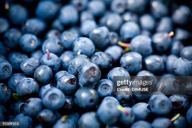 bilberry scattering - blåbär bildbanksfoton och bilder