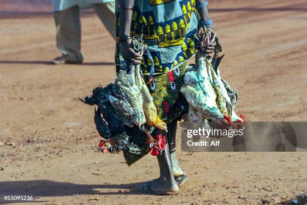 a woman goes to the mopti market to sell her chickens , market on the banks of the niger river in mopti, mopti, mali - niger stock pictures, royalty-free photos & images