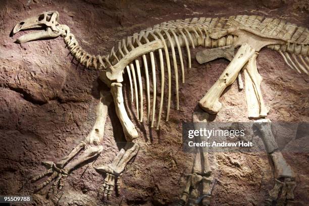 dinosaur skeleton on isle of wight, england - dinosauri foto e immagini stock