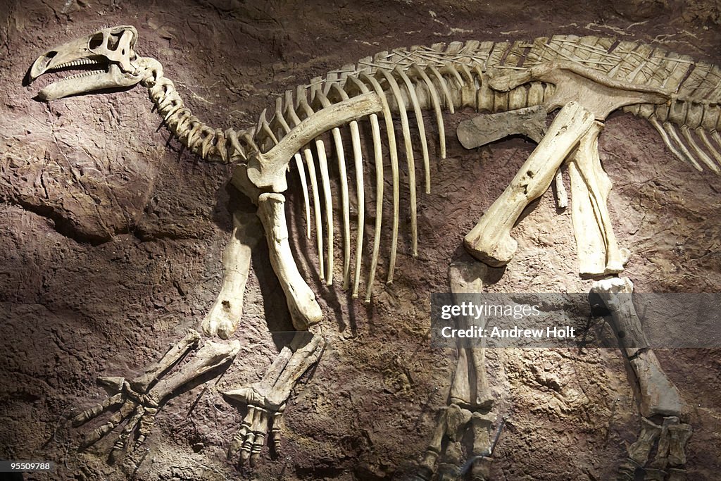 Dinosaur skeleton on Isle of Wight, England