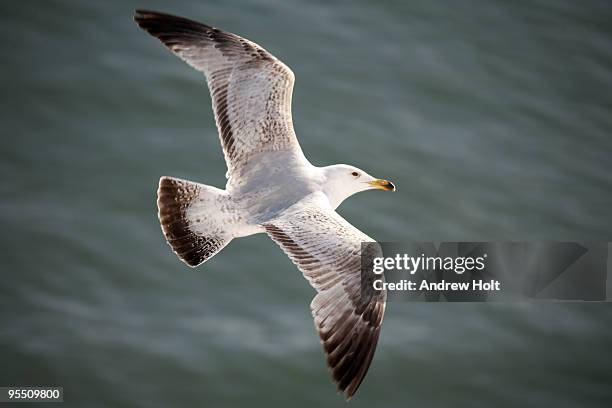 seagull flying over sea on isle of wight  - seagull foto e immagini stock