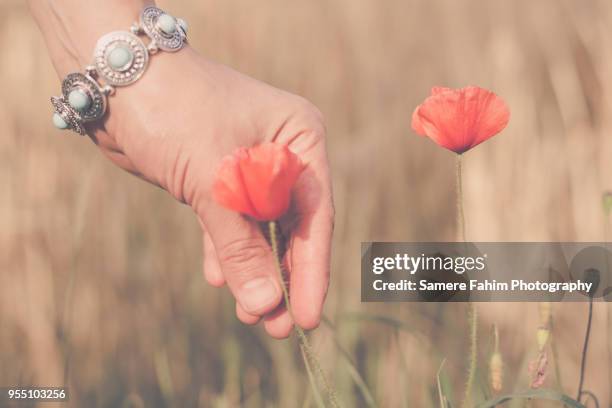 scenic view of a woman hand picking a wild poppy - samere fahim bildbanksfoton och bilder