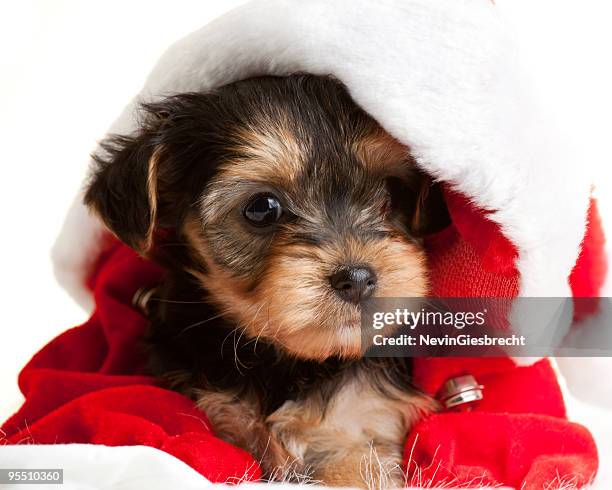 puppy in a santa hat - yorkshire terrier stock pictures, royalty-free photos & images