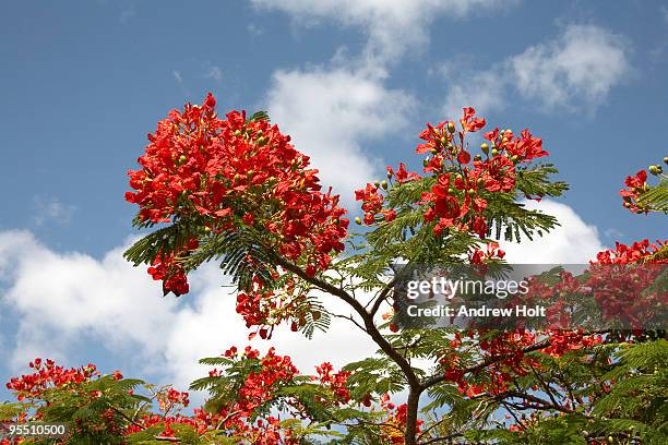 ponciana flame trees on stradbrook island, qld - delonix regia stock pictures, royalty-free photos & images