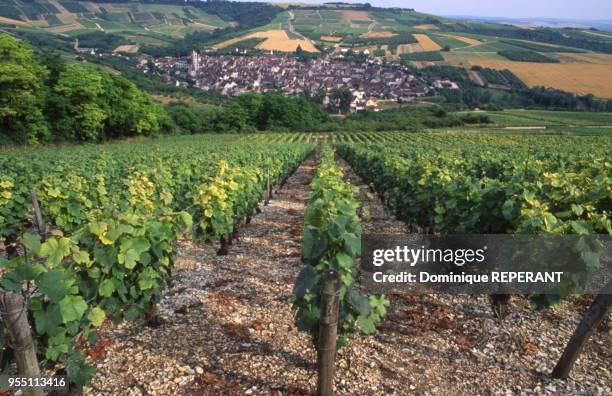 Vignes du vignoble de l'Auxerois, à Irancy, dans l'Yonne, France.