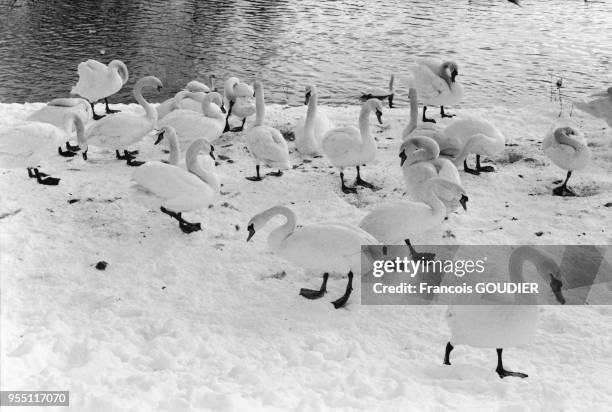 Cygnes en bordure du Rhin à Strasbourg en décembre 2010, France.