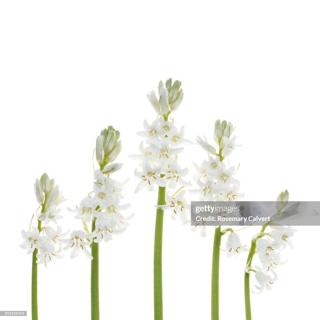 White 'Bluebells' arranged in row on white square.