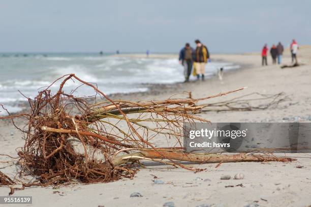 walker on beach of baltic sea - beachcombing stock pictures, royalty-free photos & images