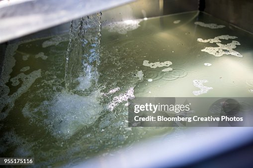 Maple tree sap flows into a gathering tank at a processing facility Maple tree sap flows into a gathering tank at a processing facility