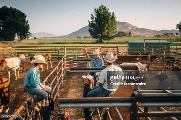 Cow Rodeo Cowboy Working Cattle Photos and Premium High Res Pictures - Getty Images