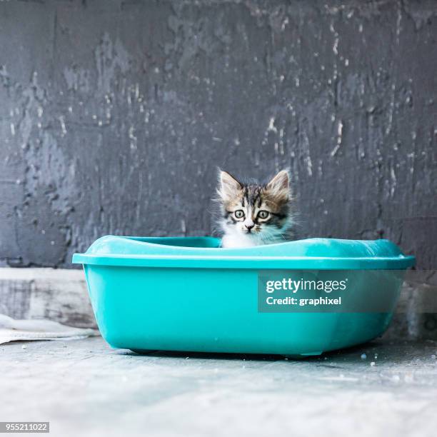 little siberian breed cat sitting in litter box - cat in box stock pictures, royalty-free photos & images