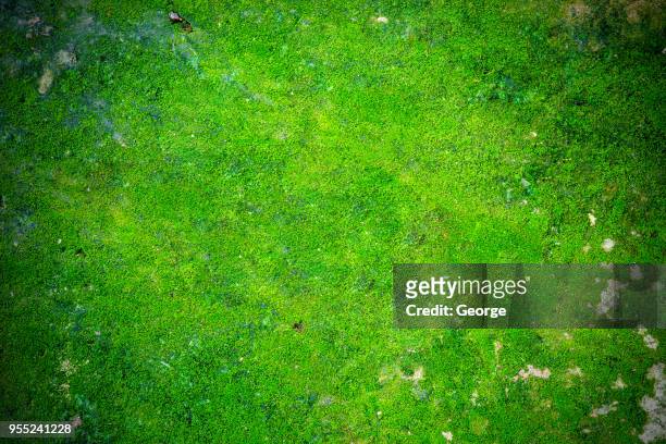 plants growing in forest, moss background - moss imagens e fotografias de stock