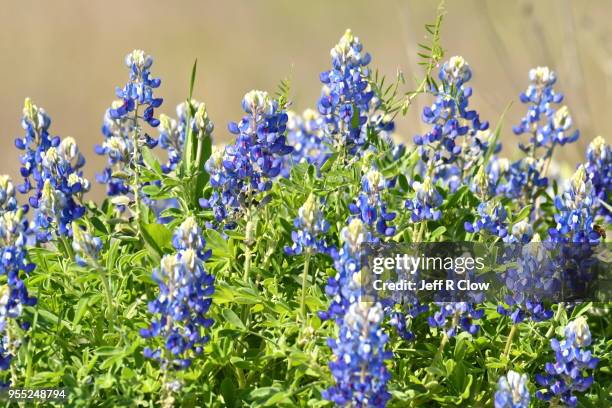 spring bluebonnets in texas in bloom - texas bluebonnet stock pictures, royalty-free photos & images