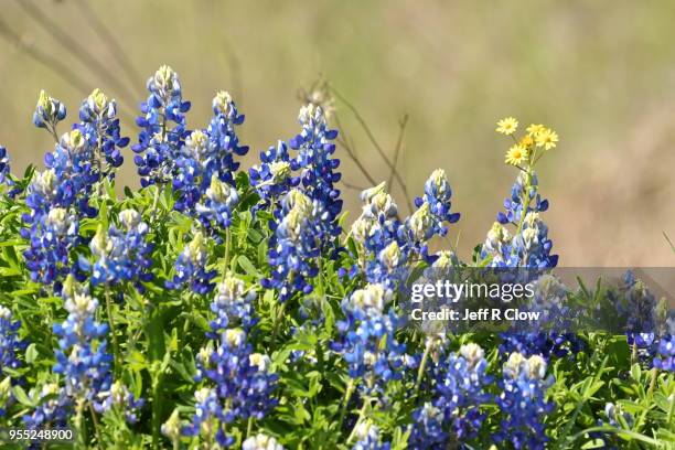 spring bluebonnets in texas on a hill - texas bluebonnet stock pictures, royalty-free photos & images