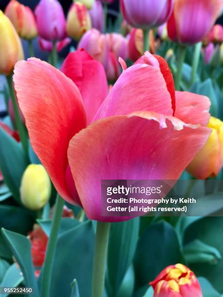close-up of a tulip flower in a garden on a spring day. - dawning of a new day stock pictures, royalty-free photos & images
