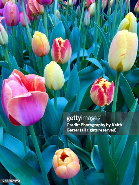 close-up view of tulips in bloom - dawning of a new day stock pictures, royalty-free photos & images