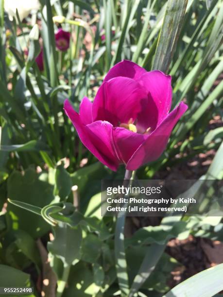 close-up view of a purple flower beginning to bloom - bud opening stock pictures, royalty-free photos & images