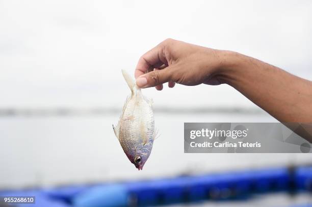 hands holding up a small feeder fish at a fish farm - sea pen stock pictures, royalty-free photos & images