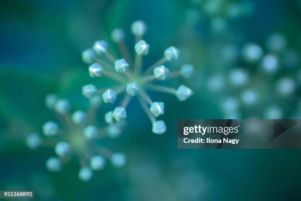 close-up of spirea flowers in bud - foco difuso fotografías e imágenes de stock