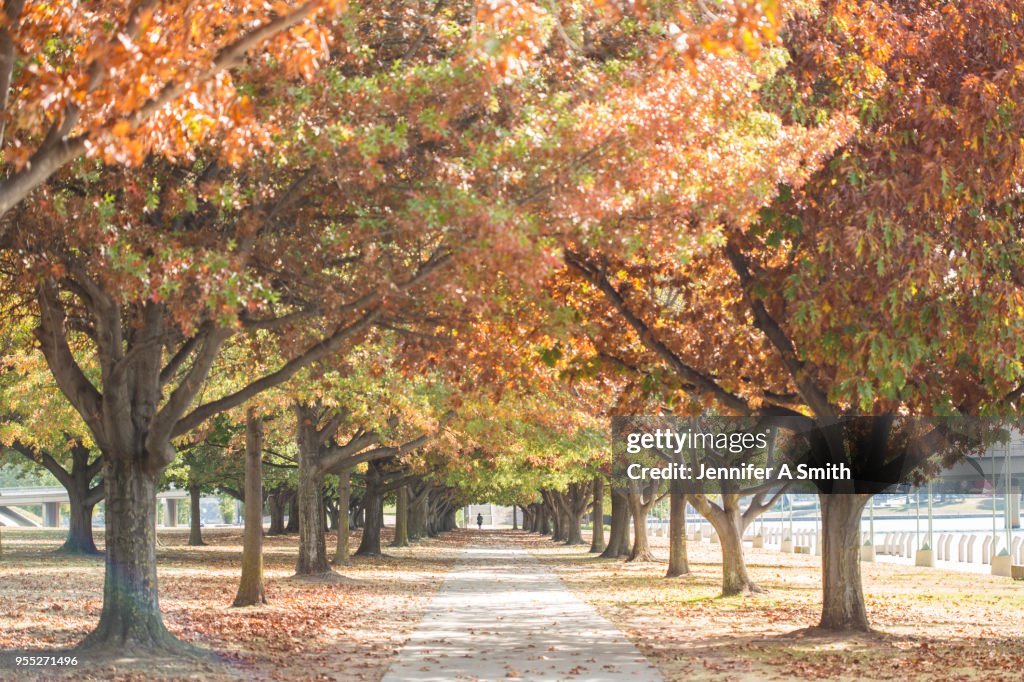 Autumn Colour in Canberra