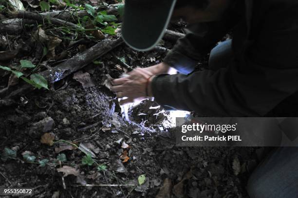 La recherche de truffes blanches et noires dans les bois de Monchiero, au sud d'Alba dans la province de Cuneo, 8 octobre 2016, Piémont, Italie.