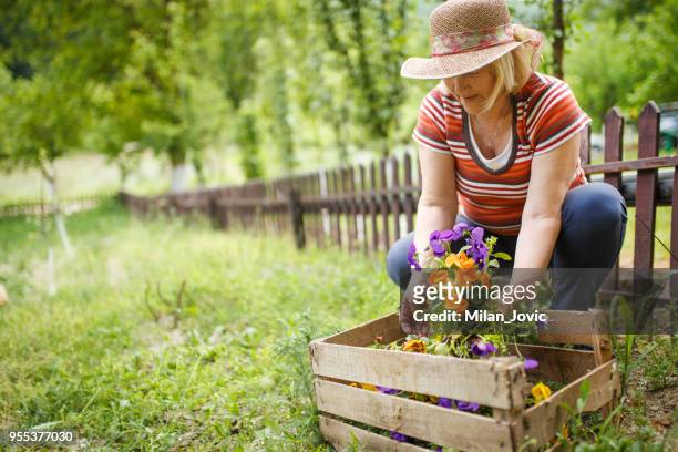 active senior woman gardening - one woman only kneeling stock pictures, royalty-free photos & images
