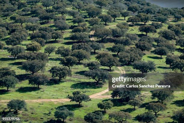 dehesa landscape in spain - dehesa stock pictures, royalty-free photos & images