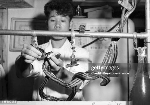 Dans les cuisines d'un restaurant, un cuisinier attache la tête et la queue d'un serpent avant de le cuisiner, à Tokyo, Japon.