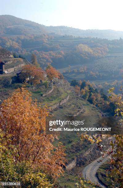 White truffles from Alba. The landscape of the Alba region. Italie: la truffe blanche d'Alba. Les paysages de la région d'Alba.