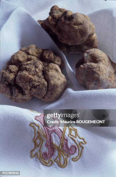 White truffles from Alba. White truffles on a tablecloth bearing the arms of the house of Savoy. Italie: la truffe blanche d'Alba. Truffes blanches...
