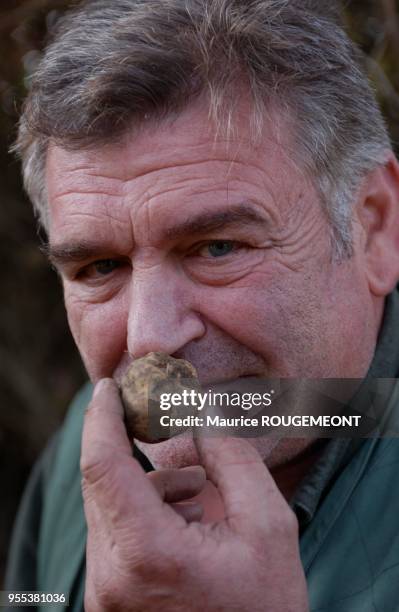 White truffles from Alba. Franco Malfatto, the star truffle gatherer from Montechiaro d'Acqui with his dog Diana. Italie: la truffe blanche d'Alba....