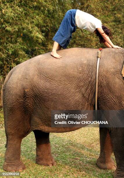 Nouvelle forme originale de yoga se pratiquant sur le dos d'un éléphant et proposé pour le moment uniquement au sein d'Anantara elephant camp resort...