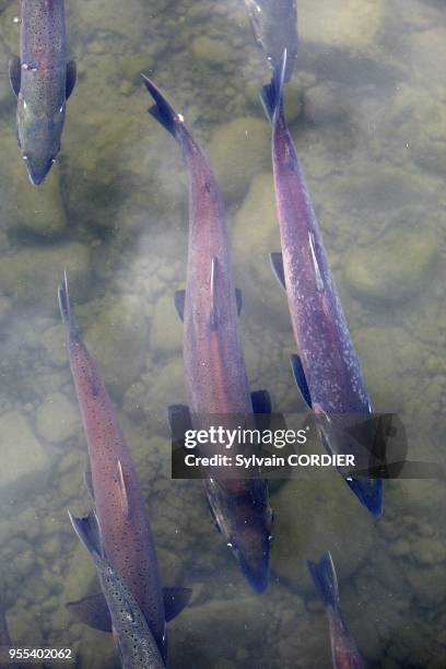 Coho or Silver Salmon, Alaska, USA ,.