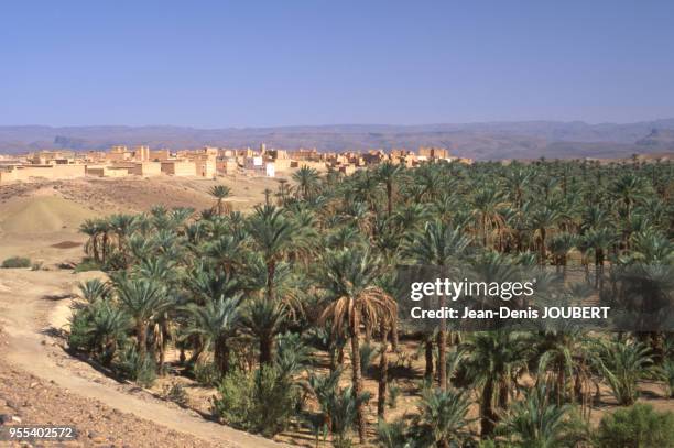 La palmeraie du village de Nkoub, Maroc.