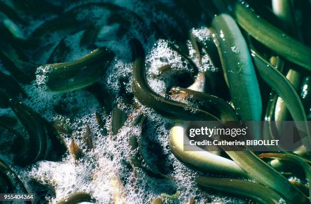 The pond of Bages and Sigean is full of eel . Pays cathare: l'étang de Bagès et Sigean regorge d'anguilles .