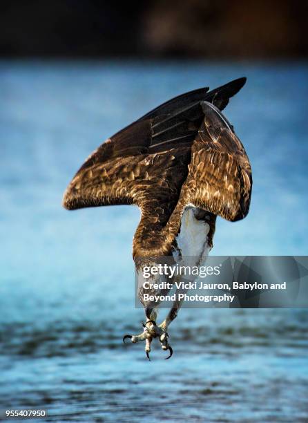 intensity of an osprey in dive mode at belmont lake state park - splashdown stock pictures, royalty-free photos & images