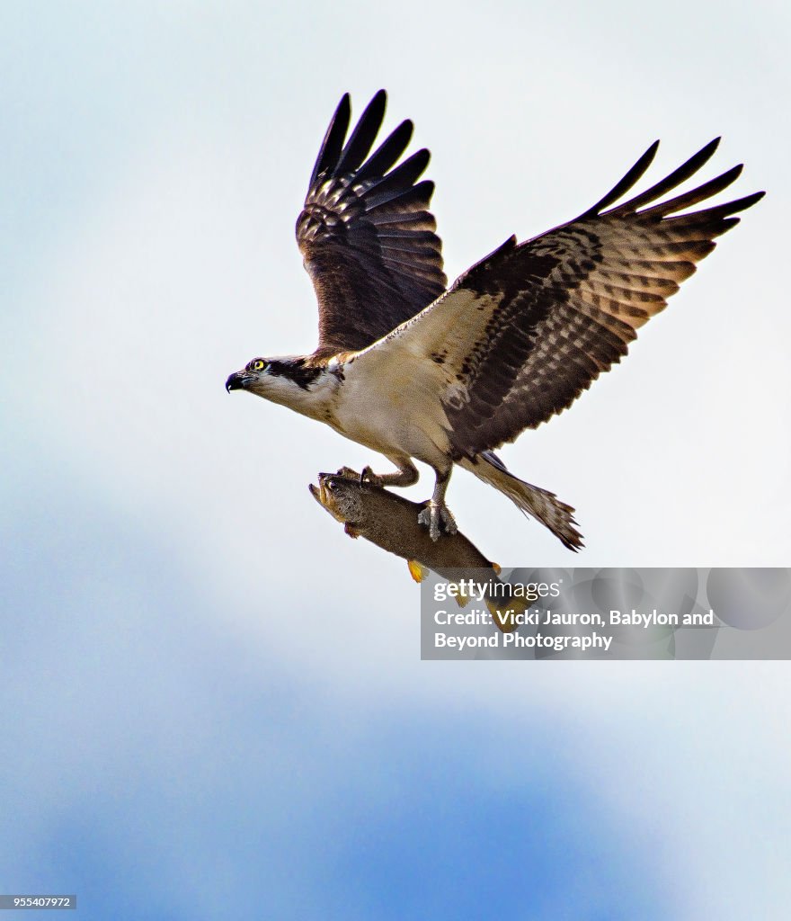 Osprey Flying High With Large Fish in Talons at Belmont Lake