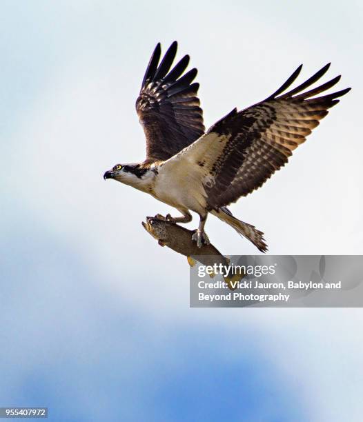 osprey flying high with large fish in talons at belmont lake - talon stock pictures, royalty-free photos & images