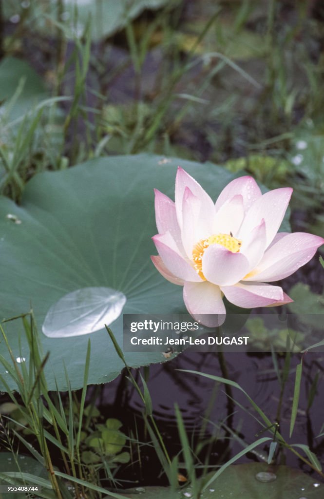 Fleur de lotus à Siem Reap, Cambodge. News Photo - Getty Images