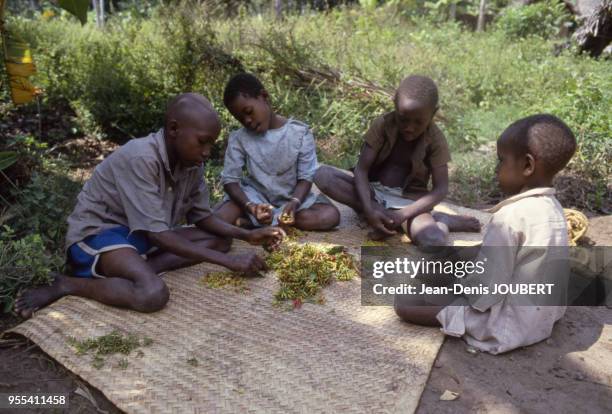 Enfants épluchant la récolte de clous de girofle sur l'île d'Unguja, dans l'archipel de Zanzibar, Tanzanie.