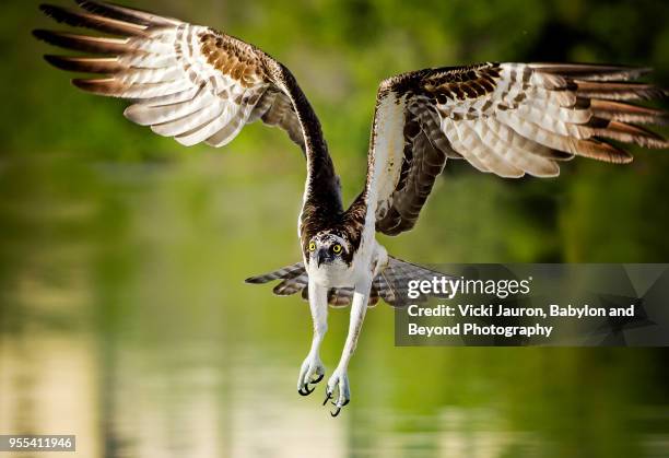 osprey intensity against green water at fort myers beach, florida - water bird fotografías e imágenes de stock