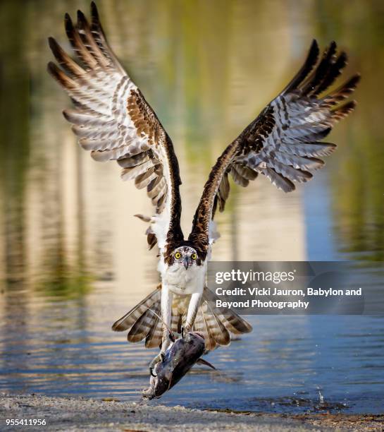 osprey grabbing fish from shore with wings up at fort myers beach, florida - fischadler stock-fotos und bilder